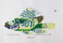 7241 - Ema M, Guache e tinta da China sobre papel algodão antigo, ''Espécies Raras, Peixaroso Teimoso, Folha nº 8'', 43 x 61 cm, ass. s.dt.